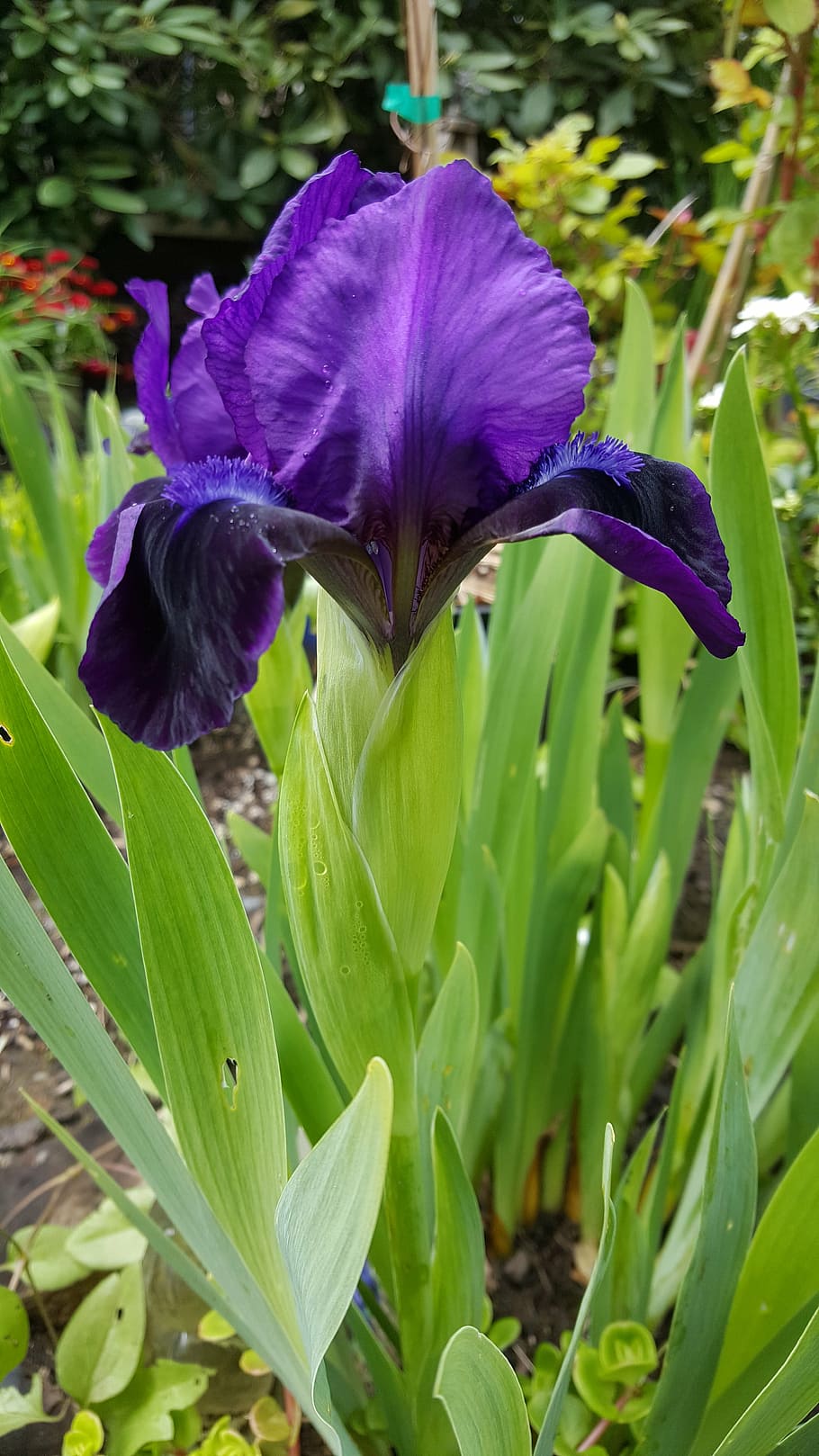 purple, iris, flower, flowering plant, fragility, beauty in nature HD wallpaper