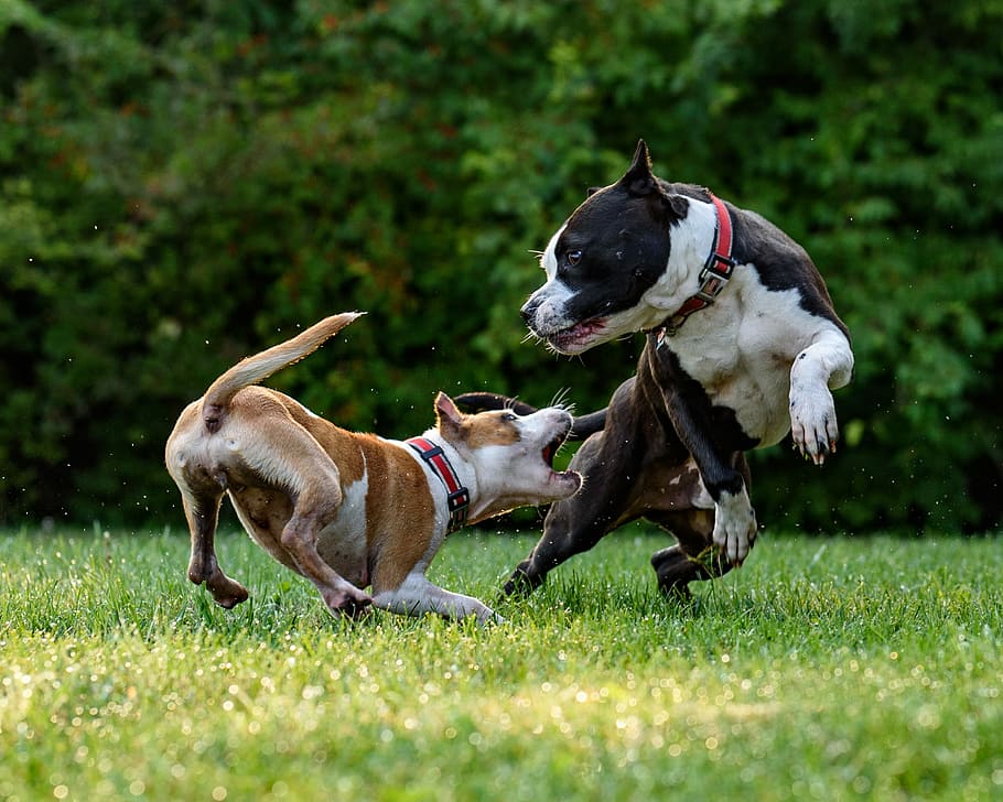 two short-coated brown and black dogs playing, two American bully on grass, HD wallpaper