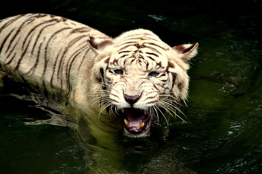 white and black tiger on body of water, zoo, wildlife, predator HD wallpaper