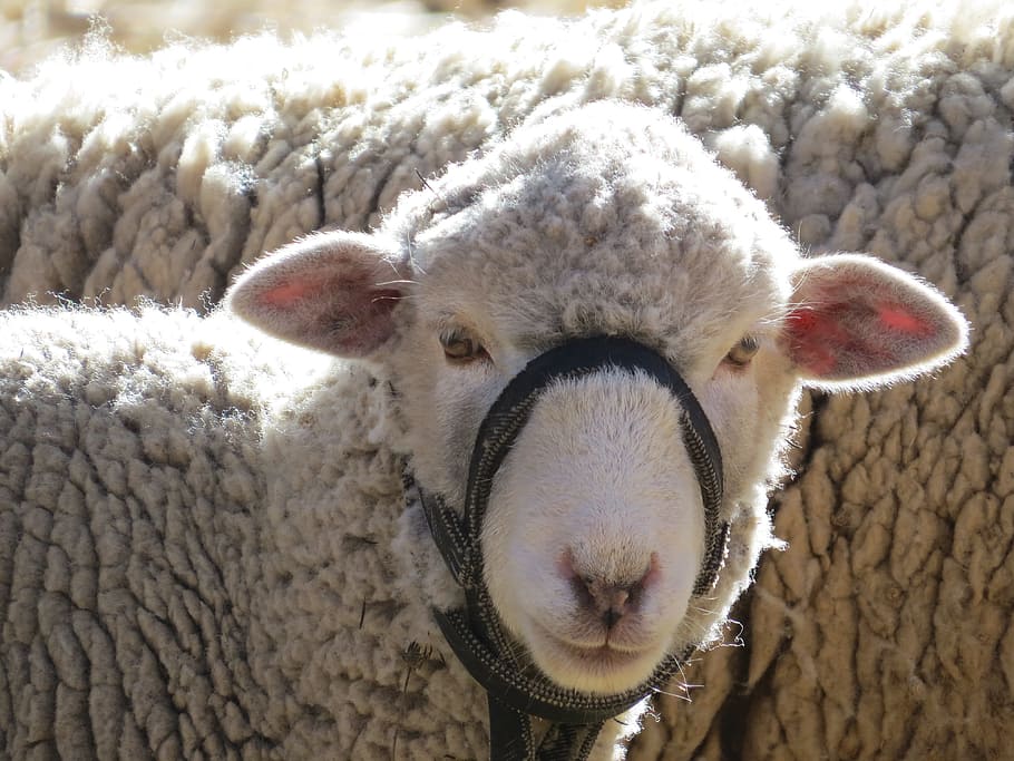 sheep, peru, plateau, animal themes, mammal, one animal, livestock HD wallpaper
