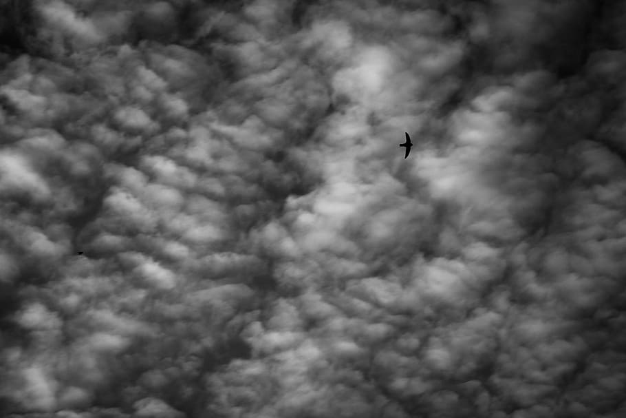 sky, bird, cloud, lonely, alone, single, black white, cloud - sky, HD wallpaper