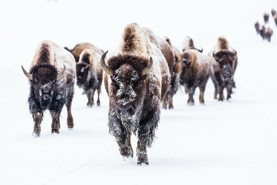 group of bison during snowy weather, buffalo, herd, walking, landscape