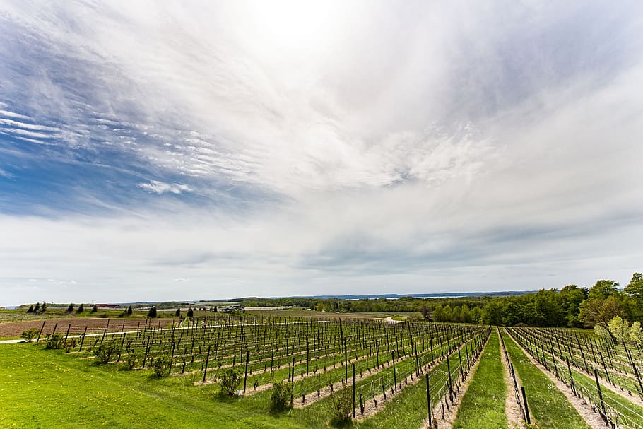 vineyard, winery, grapes, traverse city, michigan, up north HD wallpaper