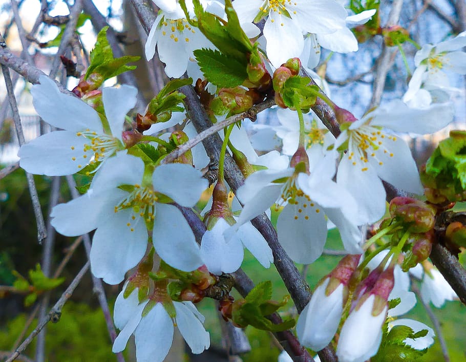 weeping cherry, cherry tree, flower, branch, nature, flora HD wallpaper