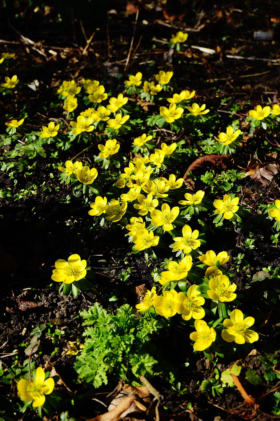 winterling, flower, blossom, bloom, yellow, eranthis hyemalis HD wallpaper