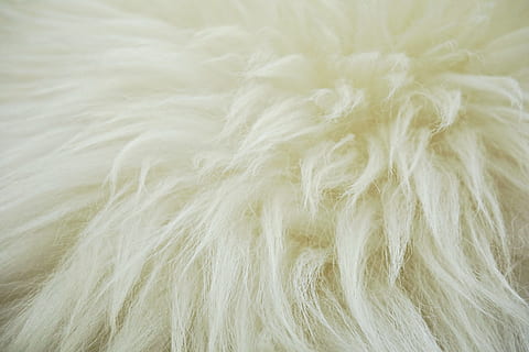 fleece-hide-wool-sheep-thumbnail.jpg