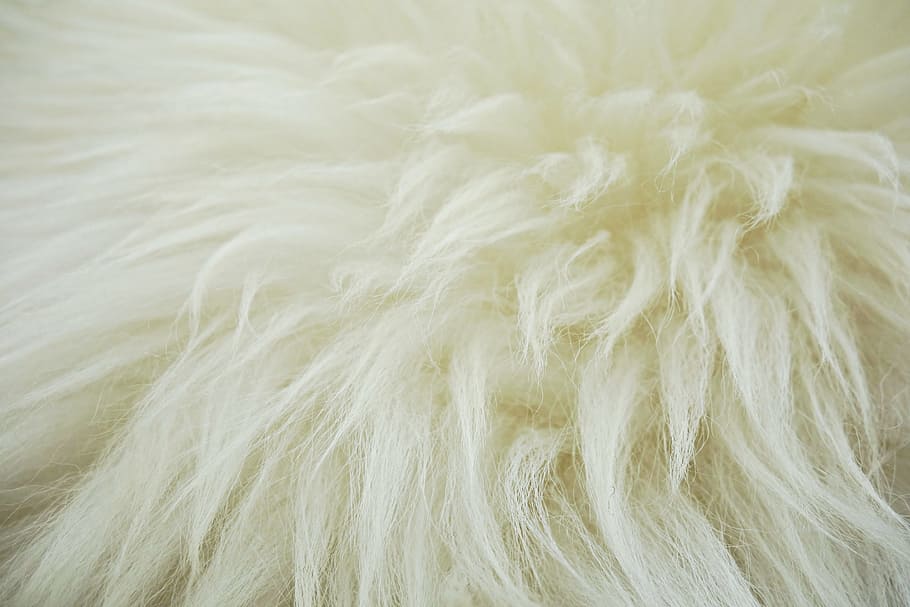 white fur, fleece, hide, wool, sheep, fluffy, animal hide, sheep wool HD wallpaper