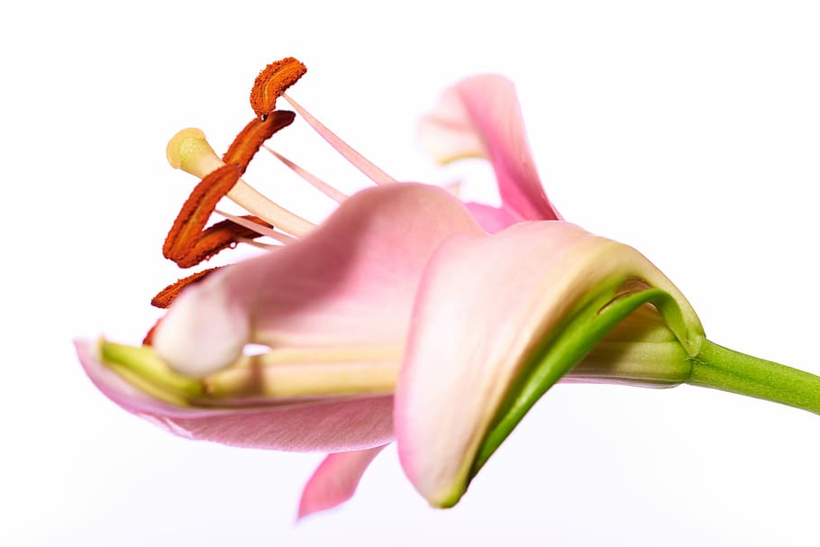 Lily, Macro, Blossom, Bloom, Flower, nature, flower stamp, plant HD wallpaper
