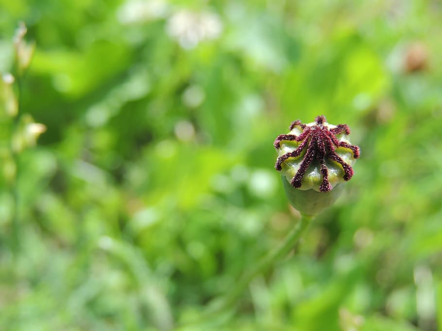 Macro, Green, Plant, bud, klatschmohn, nature, growth, flower HD wallpaper