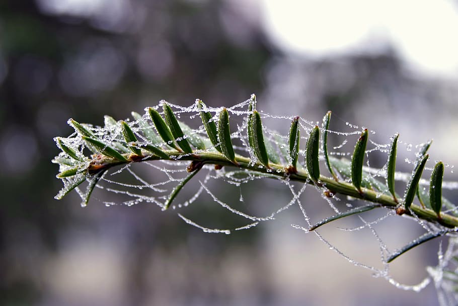 spruce, cobweb, ice, not cold, frost, frosted, morning, cool HD wallpaper