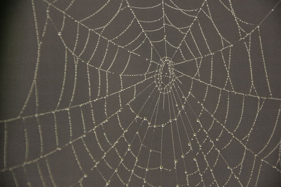 cobweb, autumn, dew, network, cobwebs, wet, drop of water, herbstimpression, HD wallpaper