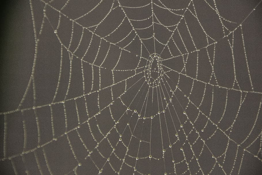 cobweb, autumn, dew, network, cobwebs, wet, drop of water, herbstimpression HD wallpaper