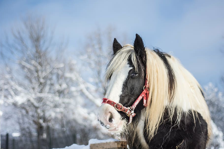 Hd Wallpaper Closeup Photography Of Black And White Horse Winter Snow Animal Wallpaper Flare