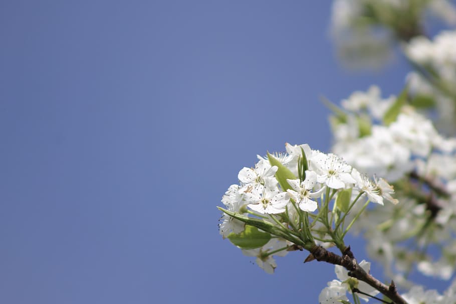 fruit tree, blossoms, spring, branch, white, nature, bud, bloom HD wallpaper