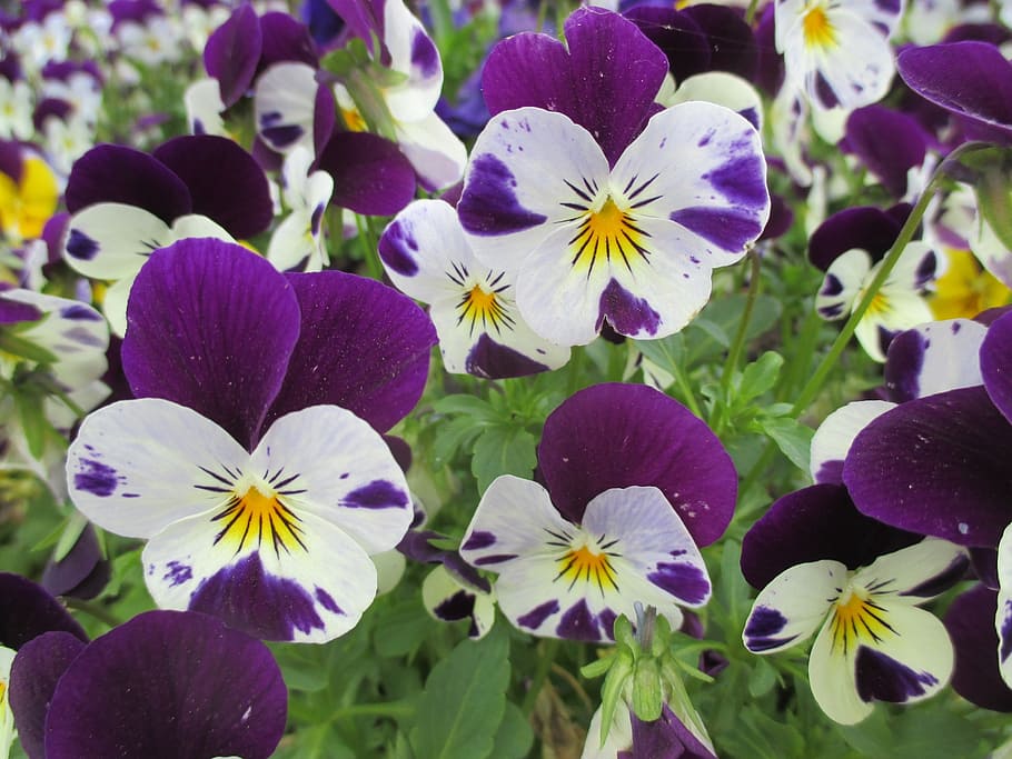 pansy, spring, flowers, spring flower, flowering plant, fragility HD wallpaper