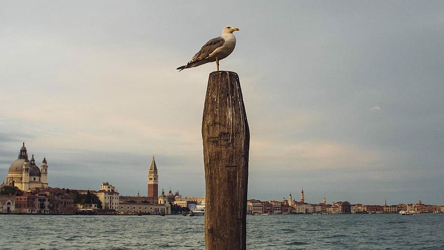 bird on brown wooden post, white-and-brown bird perching on brown wood stand HD wallpaper
