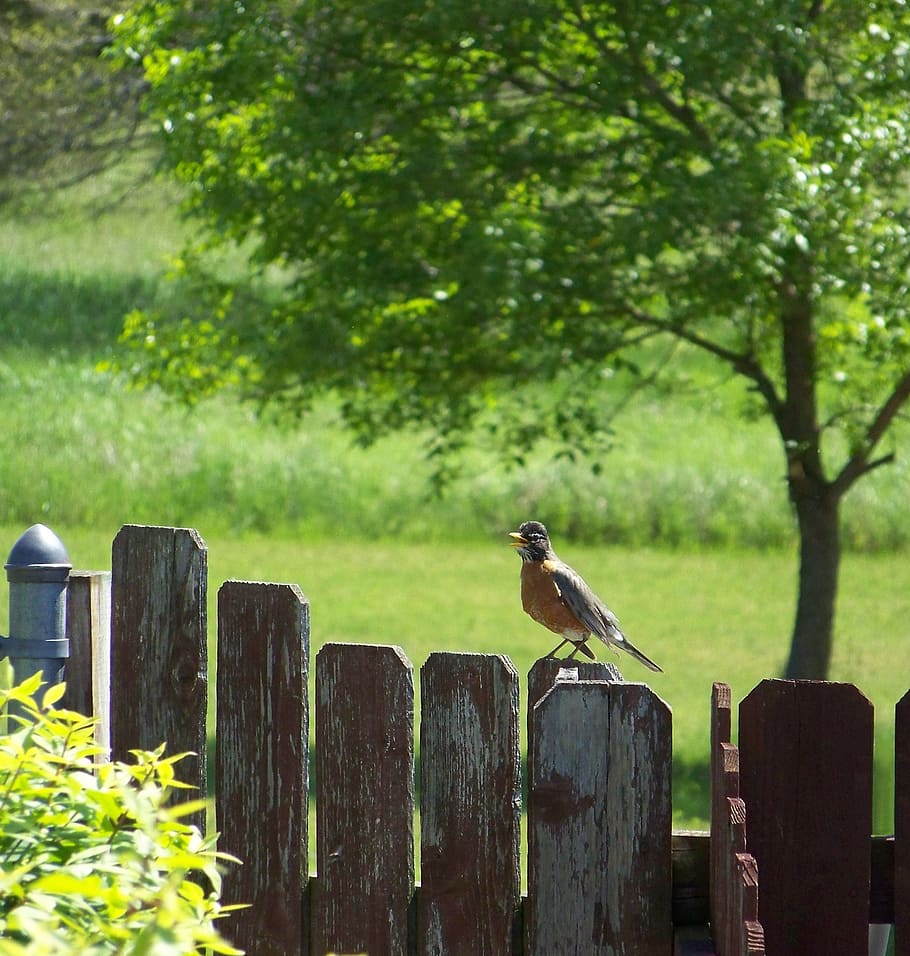 robin, singing, summer, spring, sunny, day, outdoors, yard HD wallpaper