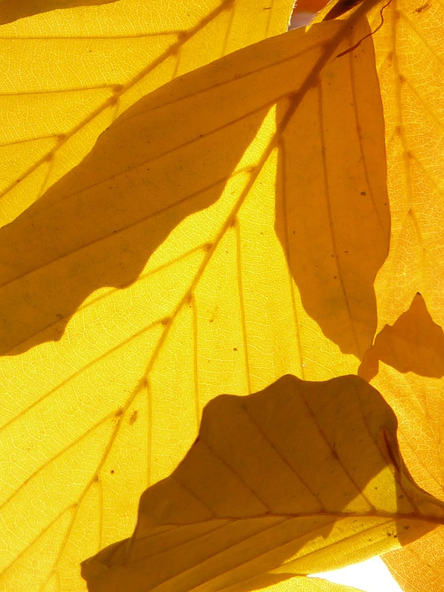 Beech, Fagus Sylvatica, deciduous tree, golden autumn, golden october HD wallpaper