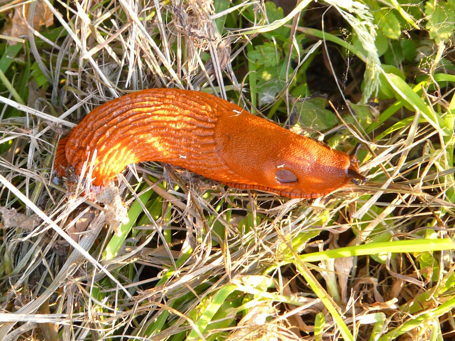 snail, red wegschnecke, arion rufus, orange, bright, slowly