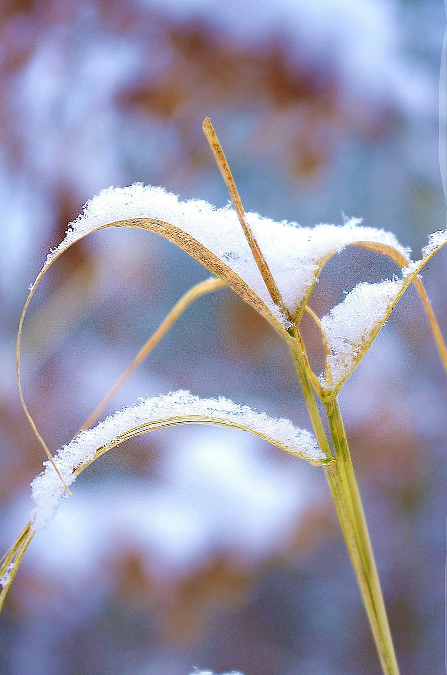 grass, snow, dry, winter, dry grass, snowy, straws, focus on foreground HD wallpaper