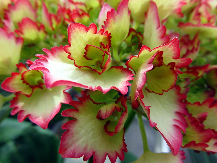 green and red leafed plant, nature, flower, hydrangea, white HD wallpaper