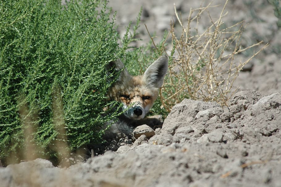 wild, fox, hot and shadow, one animal, animal themes, mammal HD wallpaper