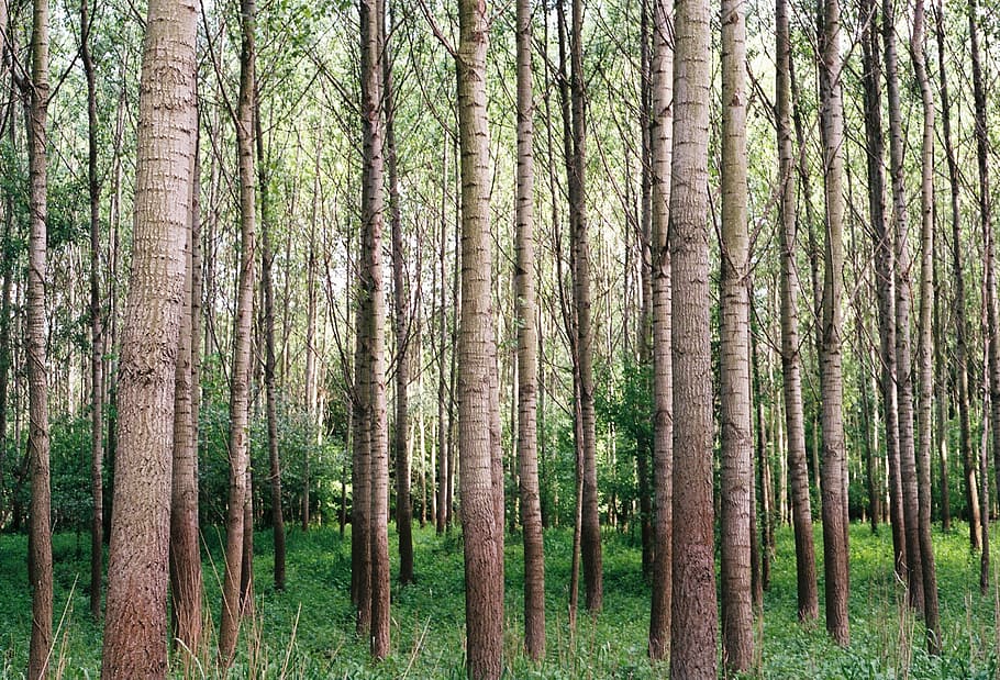 green tree during daytime, tall trees during daytime, forest HD wallpaper