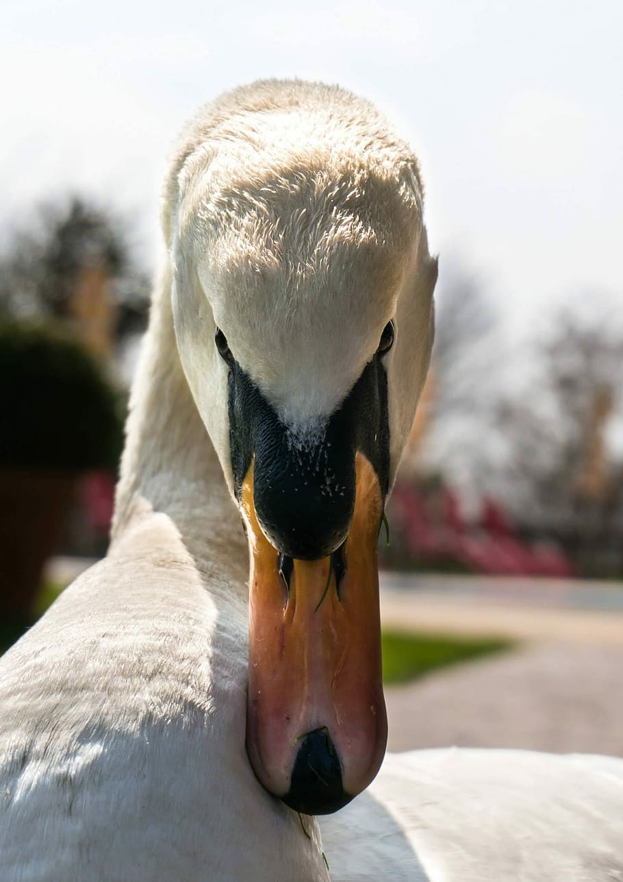 Swan, Close, Evil, View, Bird, bill, animal, animal themes HD wallpaper