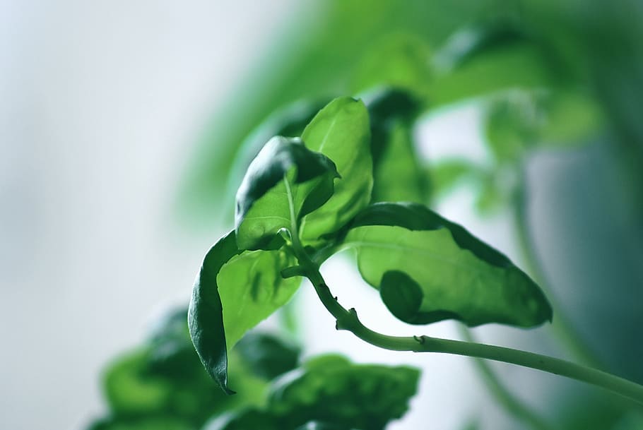 green leafed plant, herbs, basil, plug, food, spice, healthy HD wallpaper