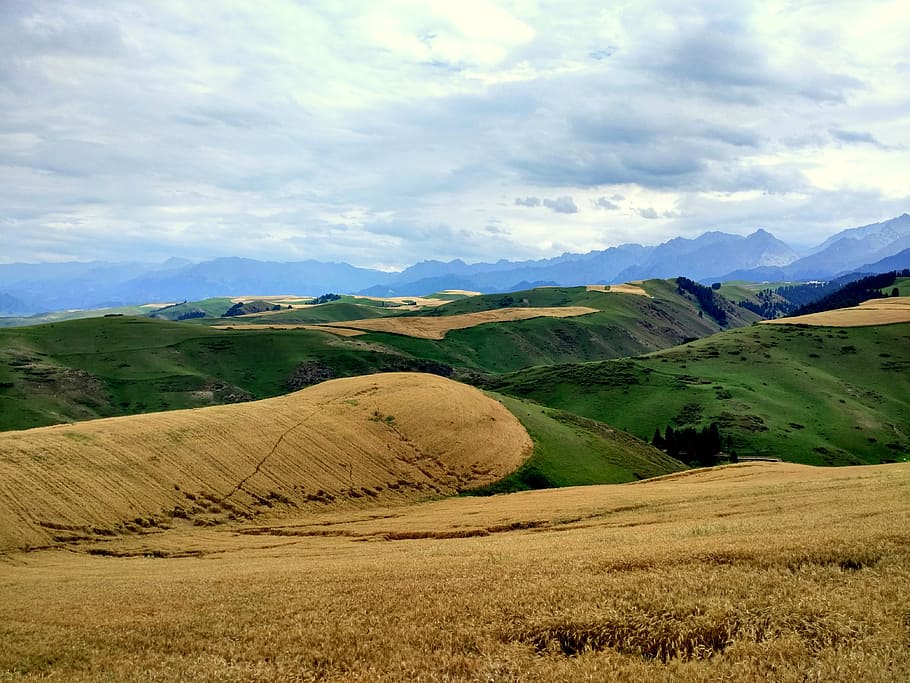 wheat, dark clouds, rain, hillside, grassland, landscape, environment HD wallpaper