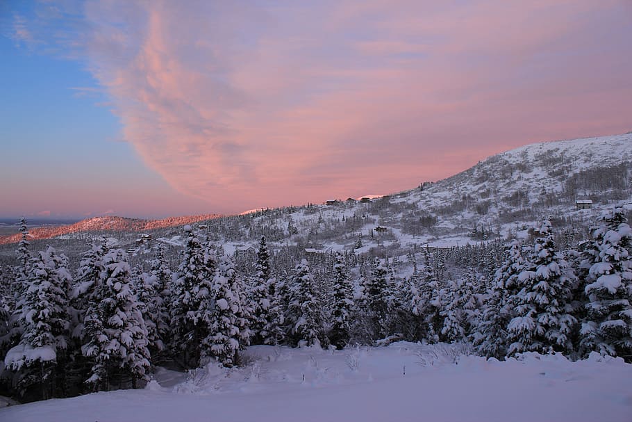 trees coated by snow, winter, forest, woods, valley, landscape HD wallpaper