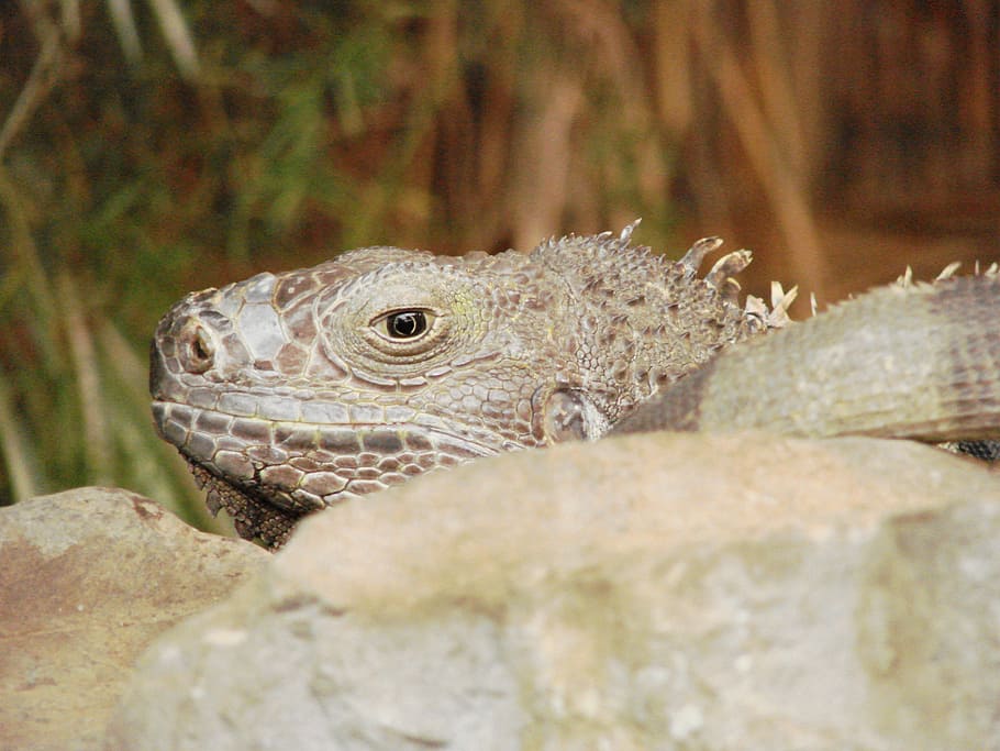 lizard, animal, gecko, creature, lizards, reptile, reptiles HD wallpaper