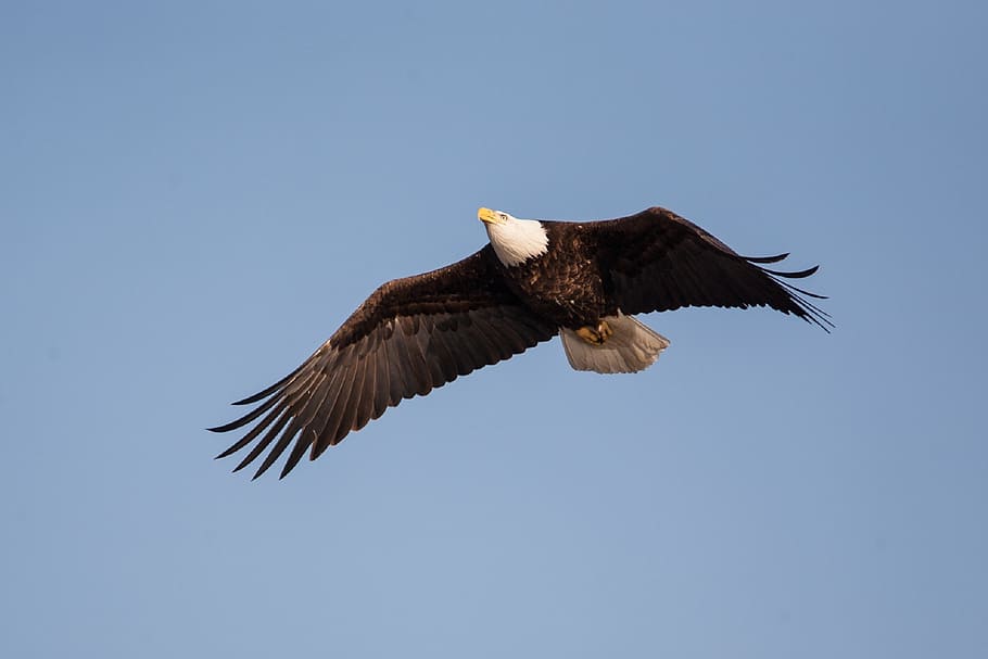 bald eagle in flight, soaring, bird, raptor, flying, wild, wildlife HD wallpaper