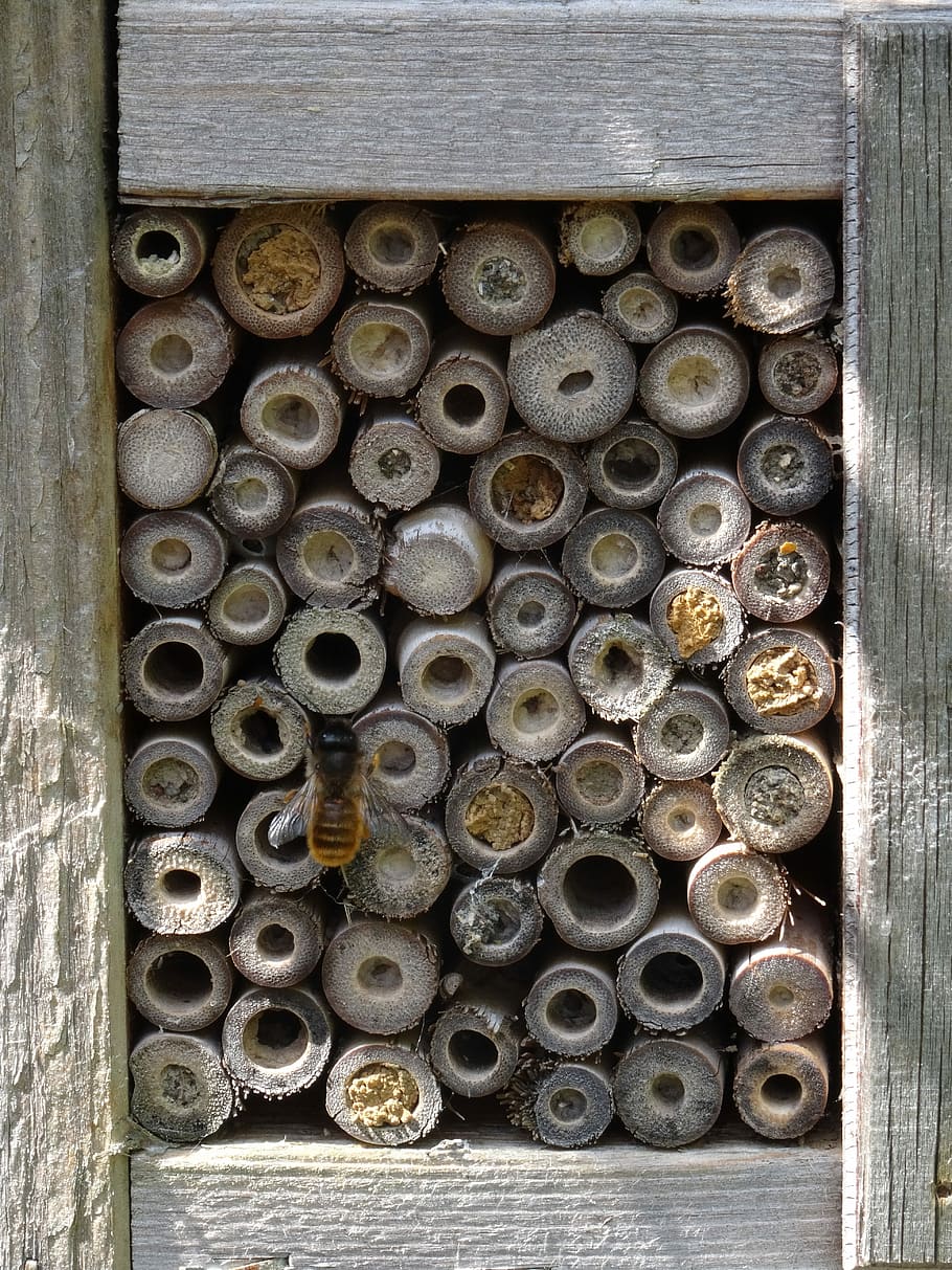 Insect, House, Wasp, Bee, Nature, insect house, nesting, bug HD wallpaper