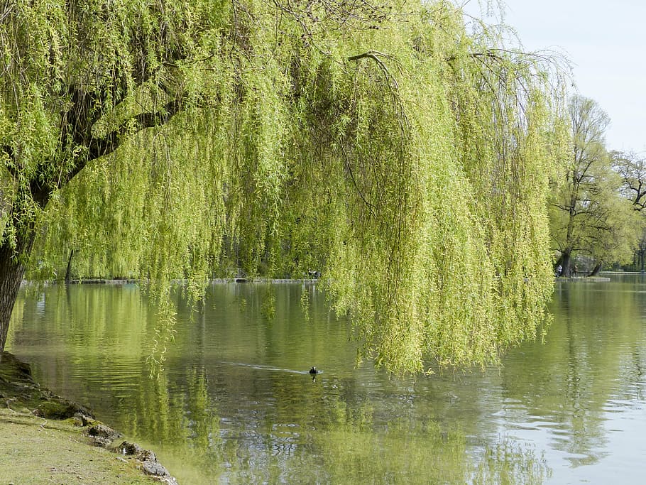 green tree, willow, nature, landscape, lake, pond, reflection HD wallpaper