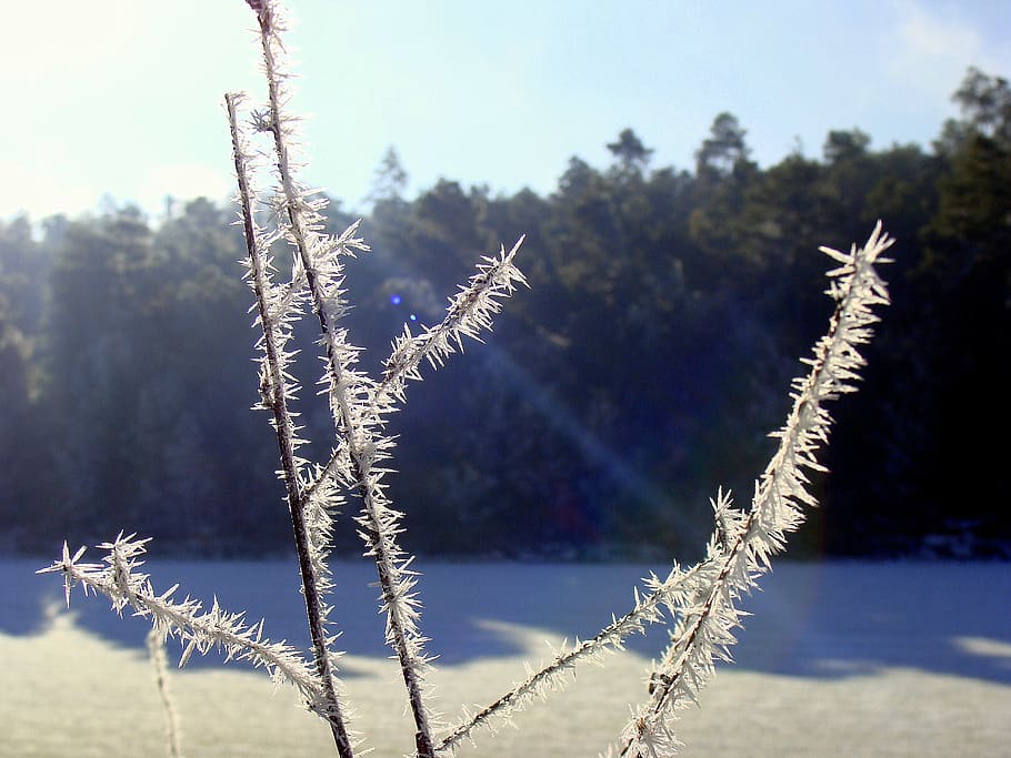 frost, cold, winter, shrubs, plant, nature, no people, tree HD wallpaper