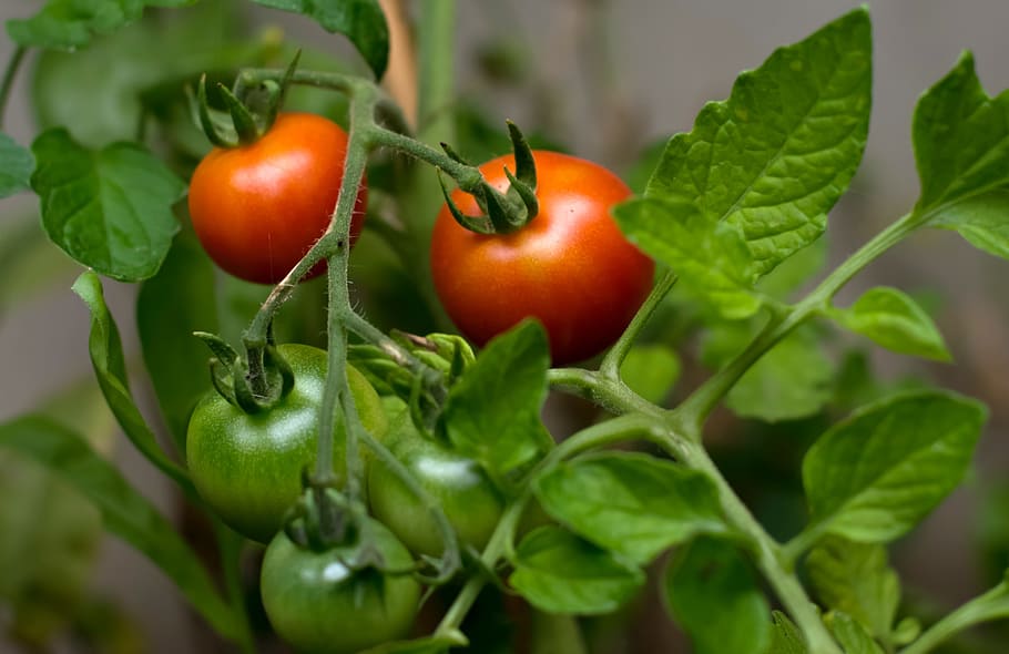 tomato, crops, fruit, red, fresh, food, leaves, green, nature, HD wallpaper