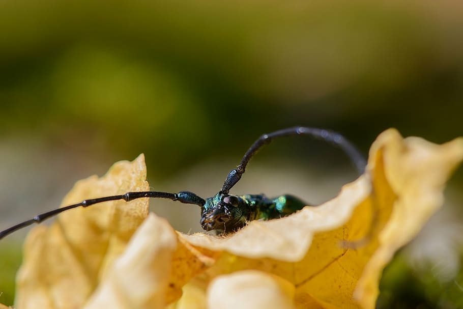 musk beetle, aromia moschata, insects, summer, nature, sun