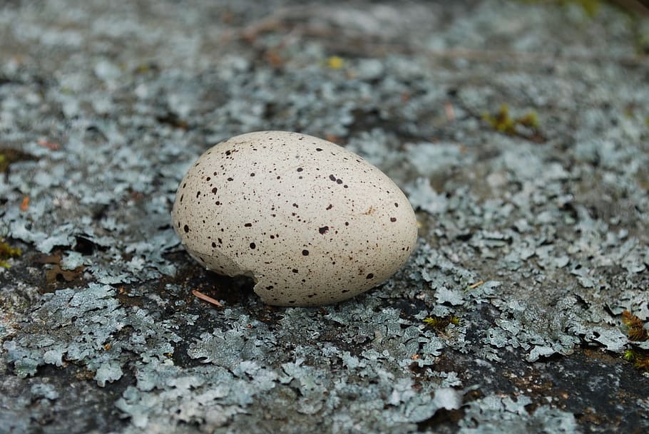 bird eggs, lav, eggshell, food, no people, land, close-up, food and drink HD wallpaper