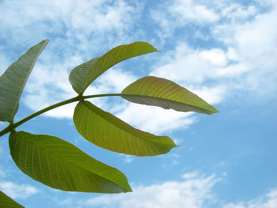 Branch, Close-Up, Cloud, cloudy, green, nature, plant, sky HD wallpaper