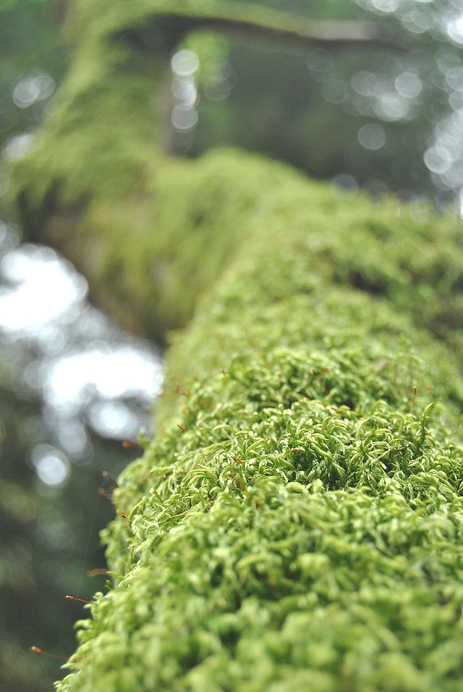 plant, moss, fallen, tree, trunk, life, cycle, botany, environment, HD wallpaper