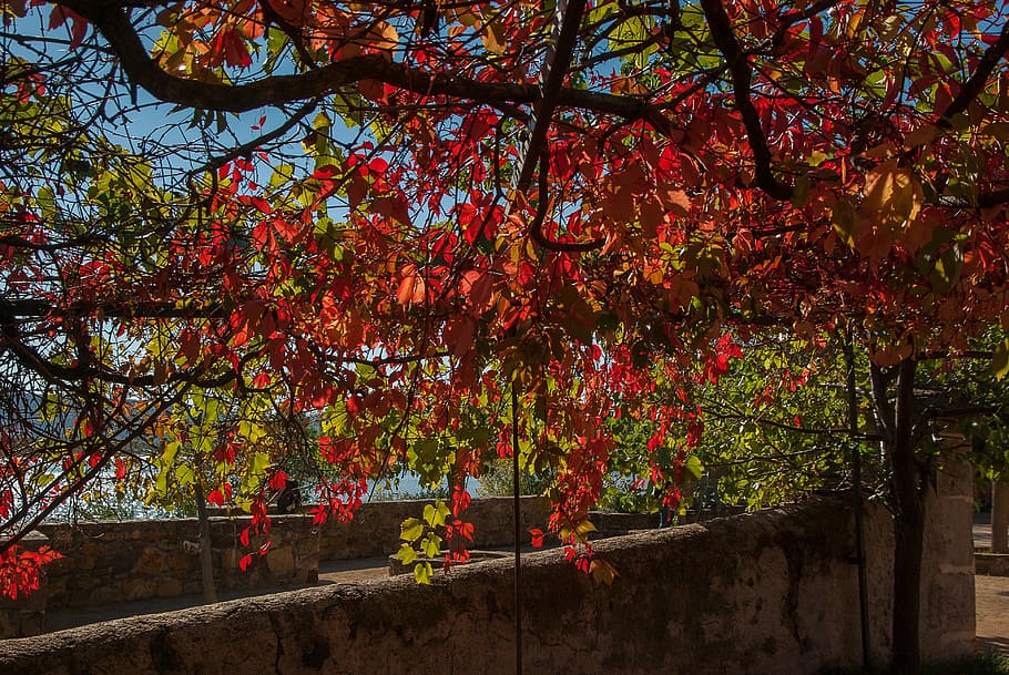 herald, creeper, fall, foliage, tree, autumn, nature, leaf HD wallpaper
