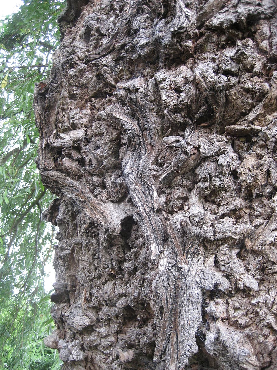 bark, texture, nature, wooden, pattern, rough, tree, trunk HD wallpaper