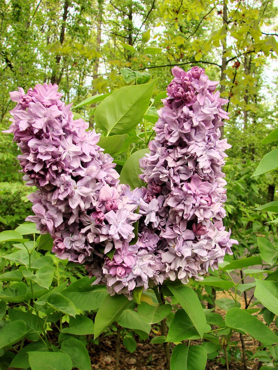 Lilac, Blossoms, Bloom, Spring, Nature, floral, purple, garden HD wallpaper