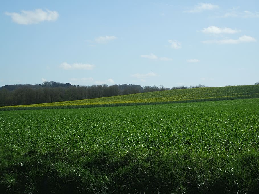 green grass land under clear sky, prairie, spring, the fields HD wallpaper
