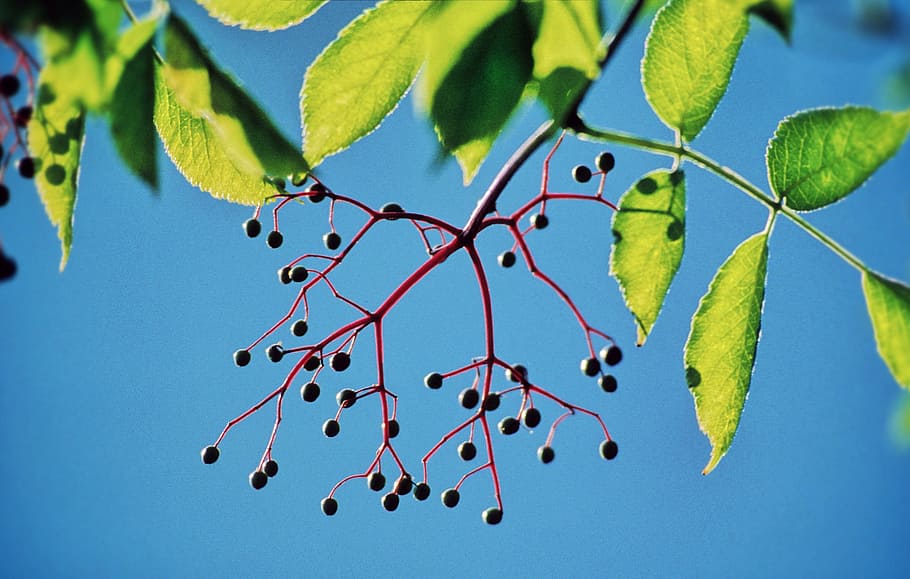 Wilde Wine, macro shot of green leaves, berries, tree, branch HD wallpaper