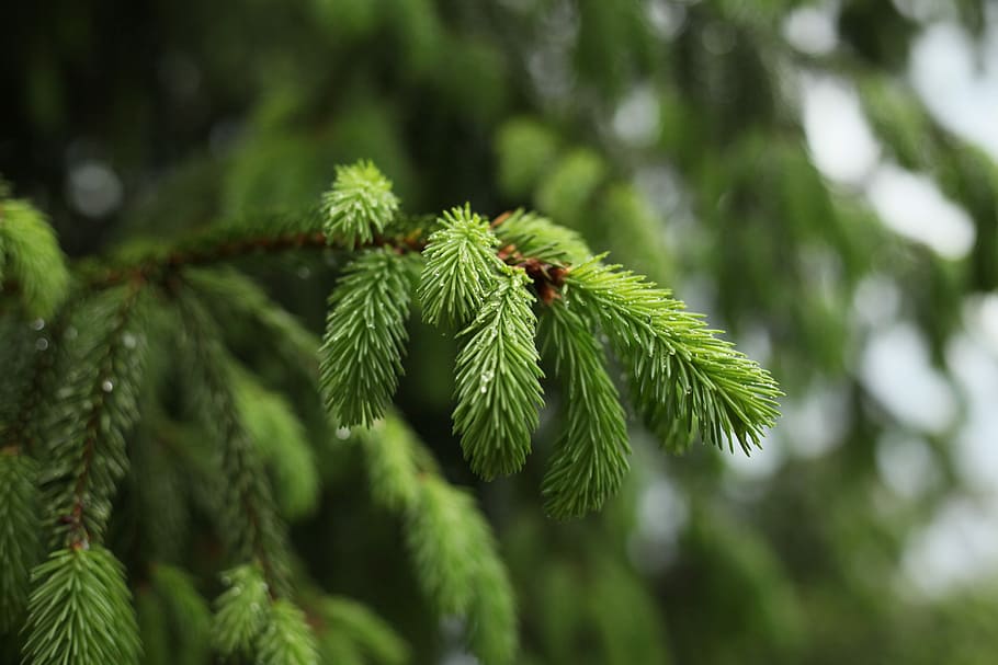 spruce, rain, tree, needles, green, raindrops, bright, living nature HD wallpaper