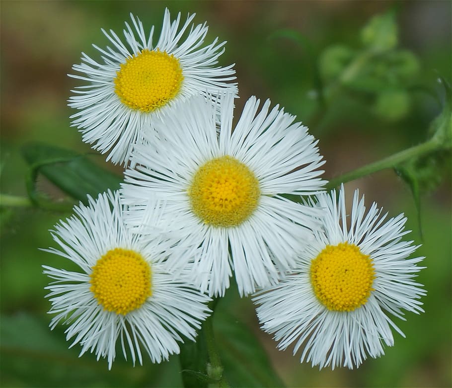 Plants, Flowers, Fleabane, White, Spring, garden, nature, yellow HD wallpaper