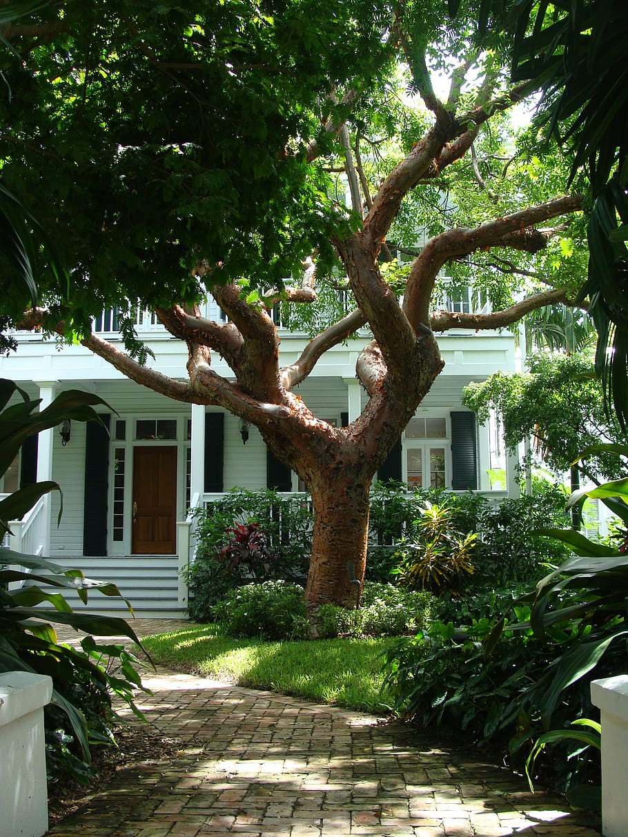 green leaf trees infront of white wooden house, key, west, key west