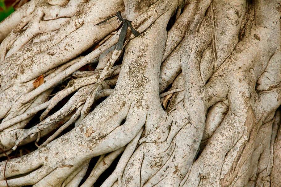 root, tree, old, nature, log, wood, tree root, plant, mangroves HD wallpaper